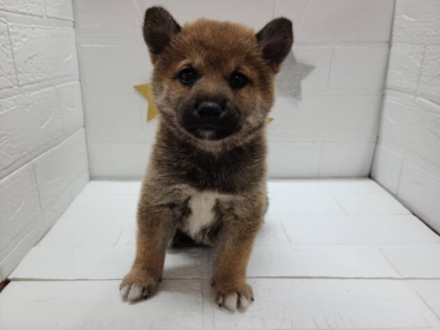 福島県のシバイヌ（柴犬） (アミーゴ郡山南店/2025年2月4日生まれ/女の子/赤)の子犬